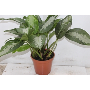 AGLAONEMA PATAYA P17