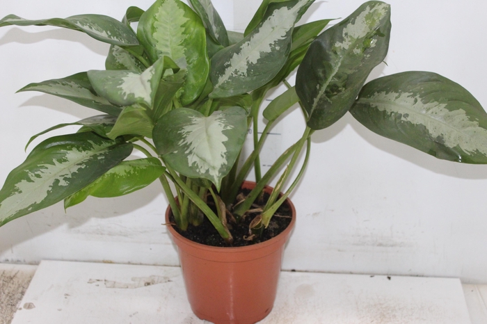 <h4>AGLAONEMA PATAYA P17</h4>