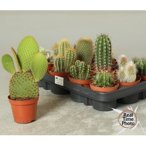 CACTUS OV