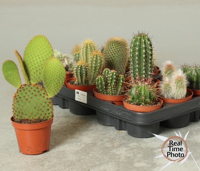 <h4>CACTUS OV</h4>