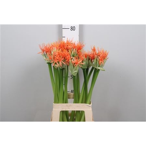 Scadoxus Orange Wonder