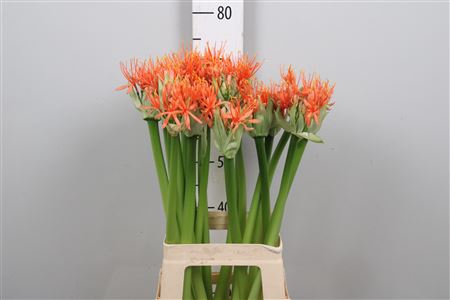 <h4>Scadoxus Orange Wonder</h4>
