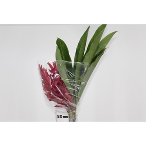 ALPINIA PURPURATA VERMELHA