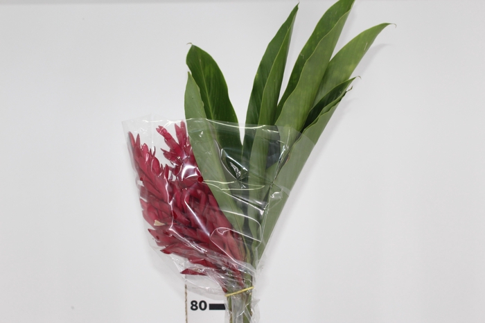 <h4>ALPINIA PURPURATA VERMELHA</h4>