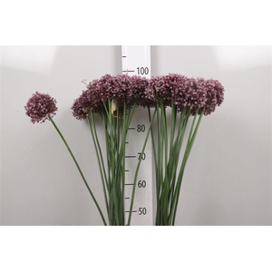 Allium Purpl Mystery