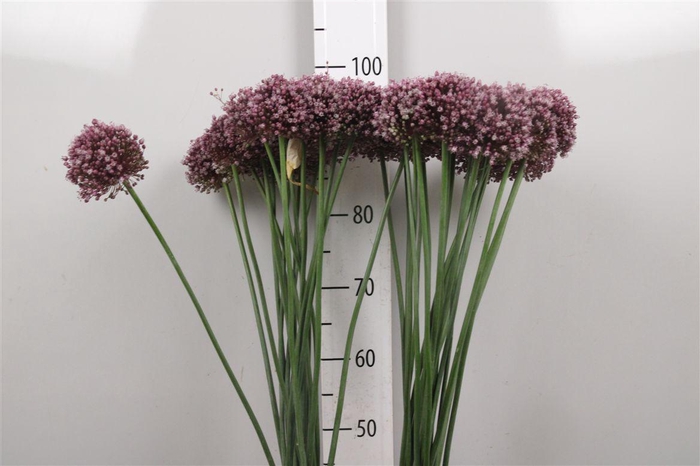 <h4>Allium Purpl Mystery</h4>