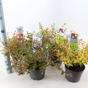 Abelia mix shelve P17