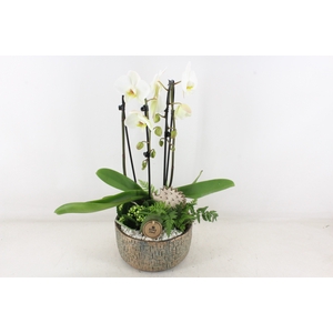 arr2 PL - Ker. mave pot Phal cascade