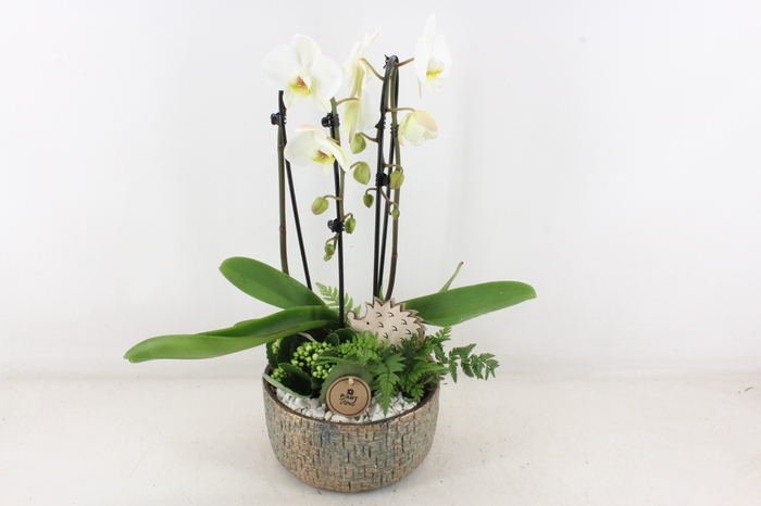 <h4>arr2 PL - Ker. mave pot Phal cascade</h4>