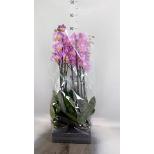 Phalaenopsis  'Ant Split'