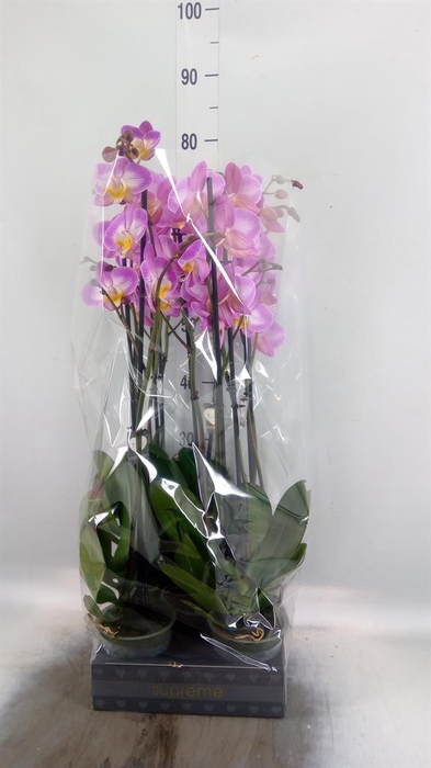 <h4>Phalaenopsis  'Ant Split'</h4>