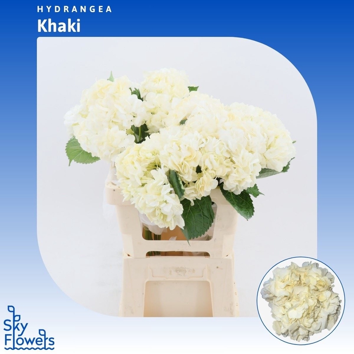 <h4>Hydrangea Khaki</h4>