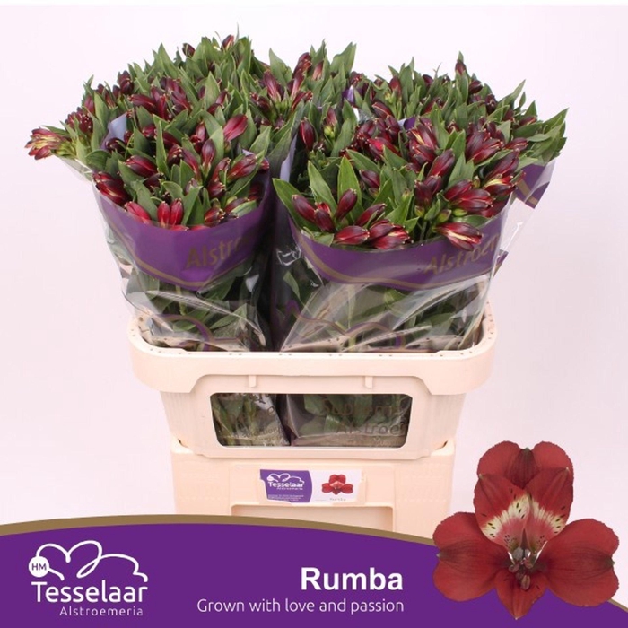 <h4>Alstr Rumba</h4>