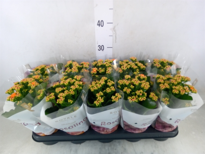<h4>Kalanchoe blos. 'RosDon Pedro'</h4>