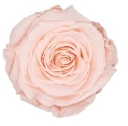 <h4>Roos XL pea-89</h4>