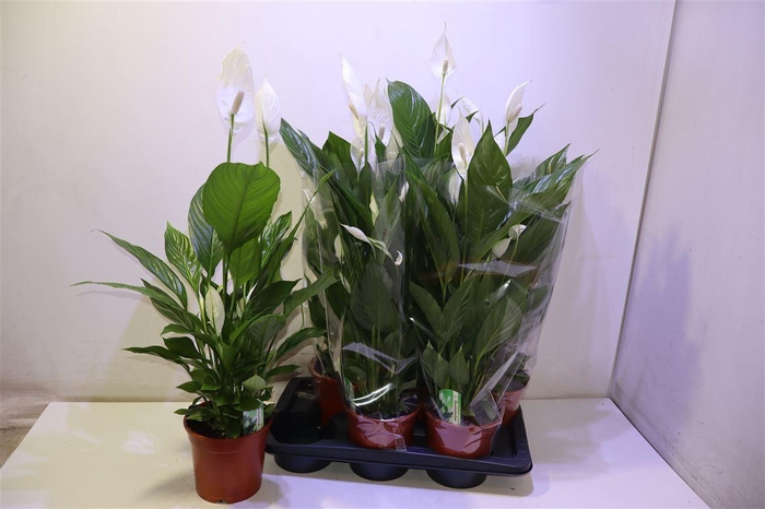 <h4>Spath Verdi</h4>