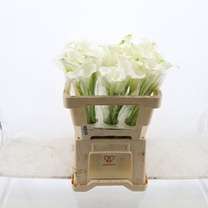 Calla White Mambo