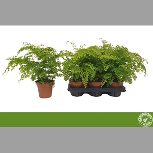 ADIAN RAD FRAGRANS