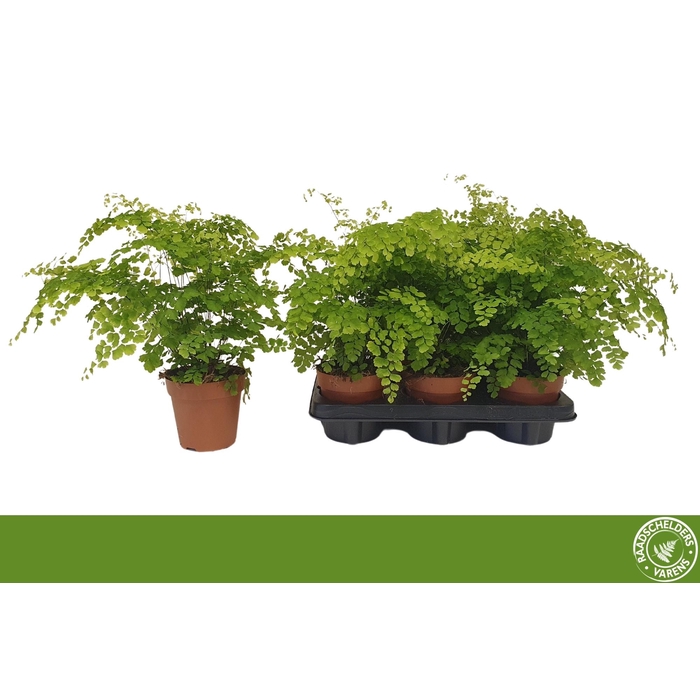 <h4>ADIAN RAD FRAGRANS</h4>