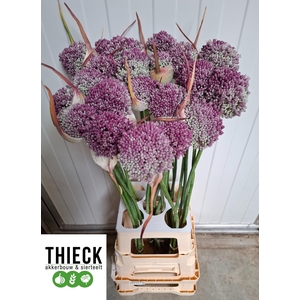 ALLIUM SUMMER STAR