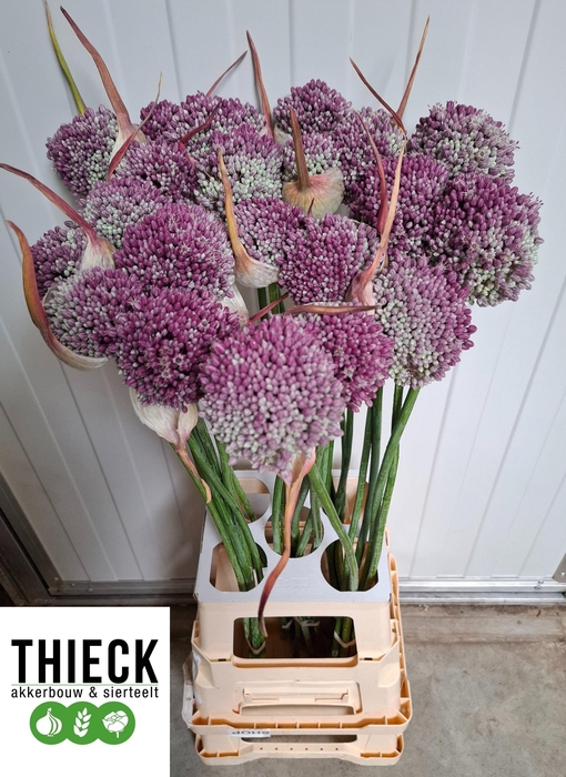 <h4>ALLIUM SUMMER STAR</h4>
