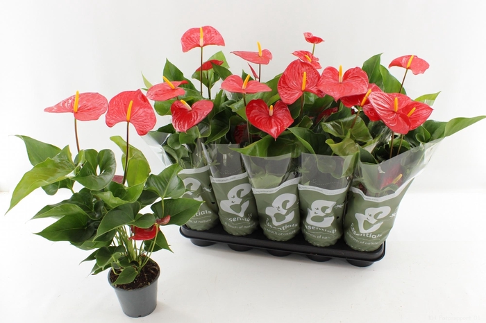 <h4>ANTHU AN EVERIO</h4>