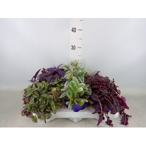Tradescantia   ...mix