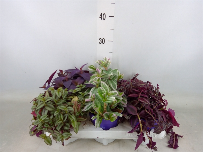 <h4>Tradescantia   ...mix</h4>