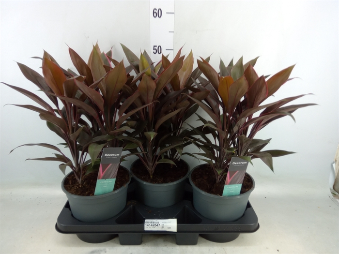 <h4>Cordyline fruti. 'Tango'</h4>