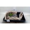 Arr.  Succulents H%