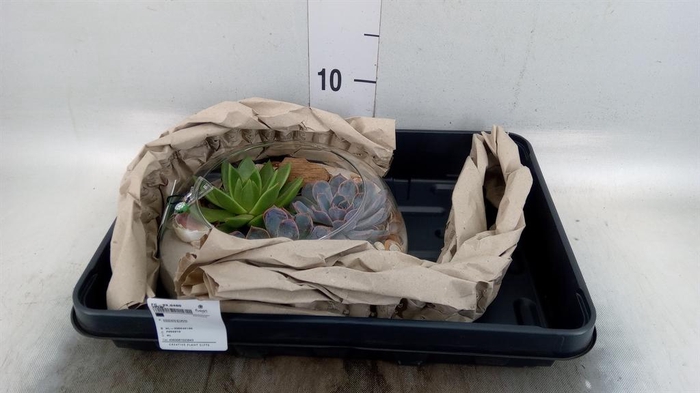 Arr.  Succulents H%