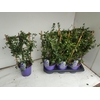 CEAN TH REPENS