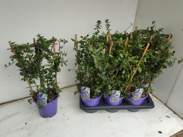 CEAN TH REPENS