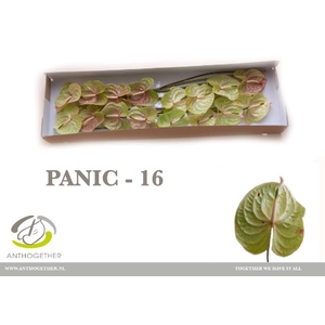 ANTH A PANIC 16