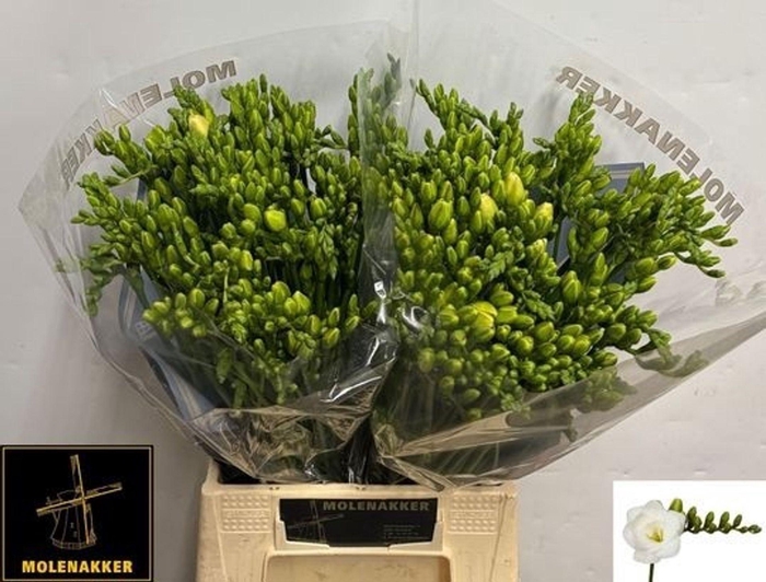 <h4>Freesia du Versailles</h4>