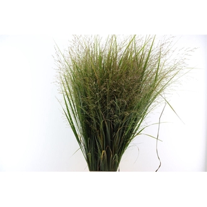 Siergras Panicum Vi Northwind