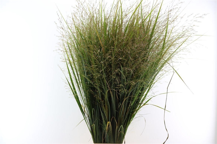 <h4>Siergras Panicum Vi Northwind</h4>