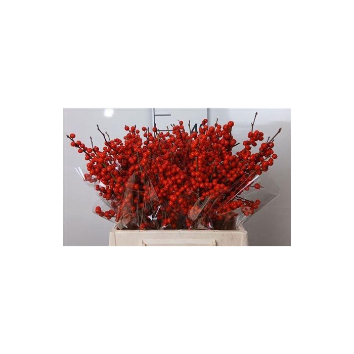 <h4>Ilex Ve Rode Bes</h4>