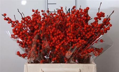 <h4>Ilex Ve Rode Bes</h4>