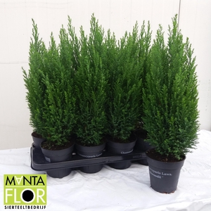 Chamaecyparis lawsoniana 'Ellwoodii'