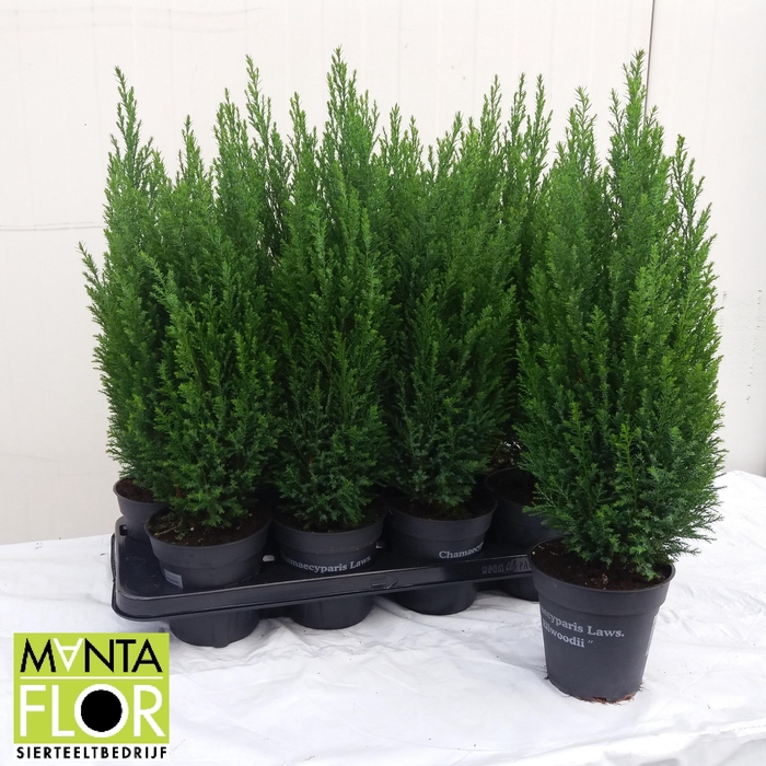 <h4>Chamaecyparis lawsoniana 'Ellwoodii'</h4>