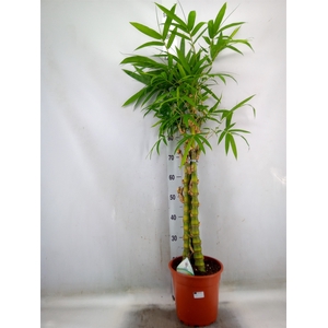 Bambusa ventricosa