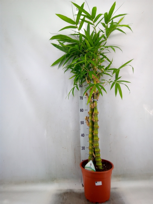 <h4>Bambusa ventricosa</h4>