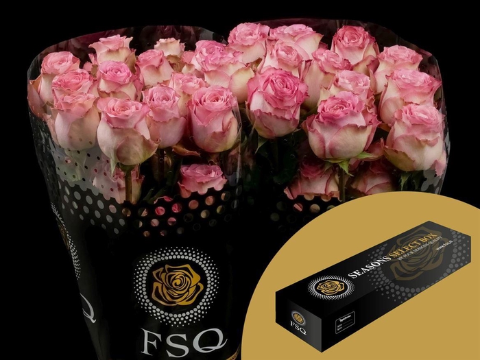 <h4>R GR Ginette Box</h4>