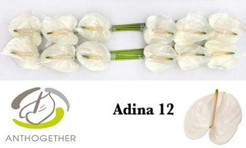 <h4>Anth A Adina 13 cm X12 Bouman</h4>