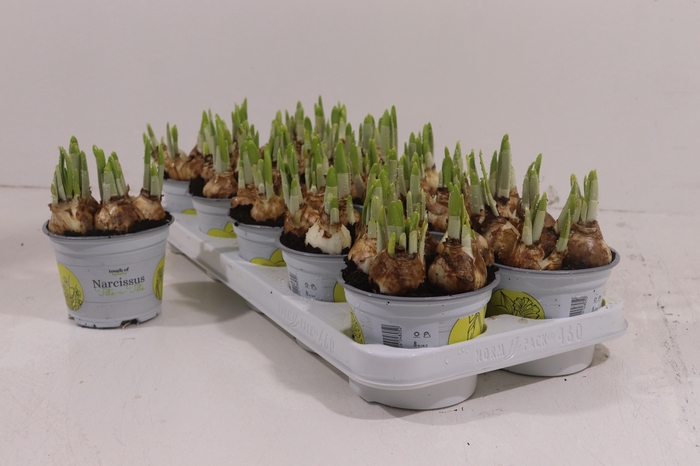 <h4>NARC O TETE A TETE</h4>