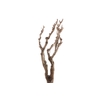 Syringa Branch Extra Chardon