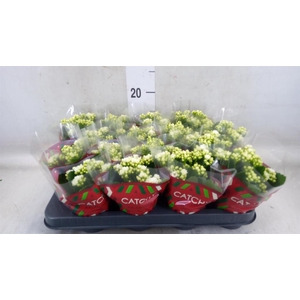 Kalanchoe blos. 'Calandiva Whites'