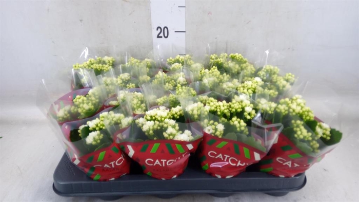 <h4>Kalanchoe blos. 'Calandiva Whites'</h4>
