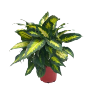 Dieffenbachia overig gemengd